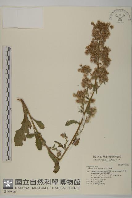 生毛將軍藏品圖，第1張