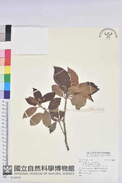 登錄號:S118938藏品圖，第1張