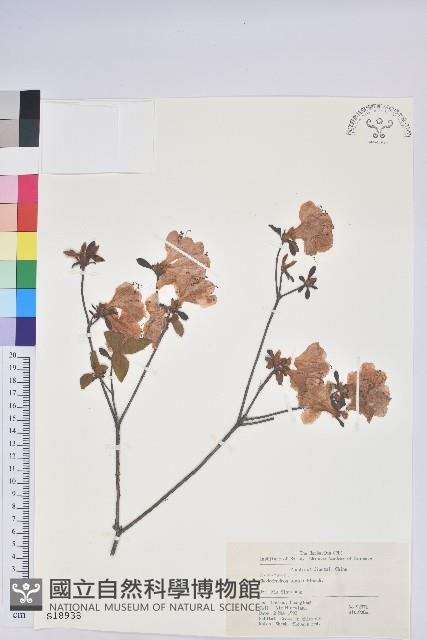 唐杜鵑、大屯杜鵑、中原氏杜鵑藏品圖，第1張