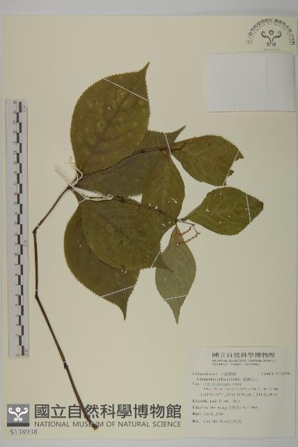 臺灣及己藏品圖，第1張