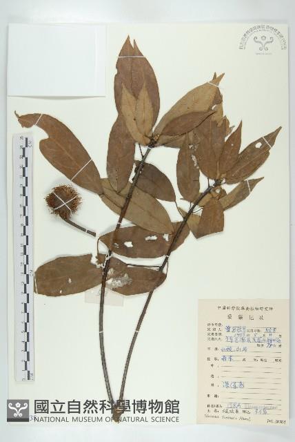 猴歡喜藏品圖，第1張