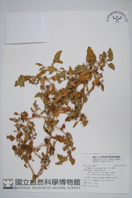 番杏藏品圖，第1張