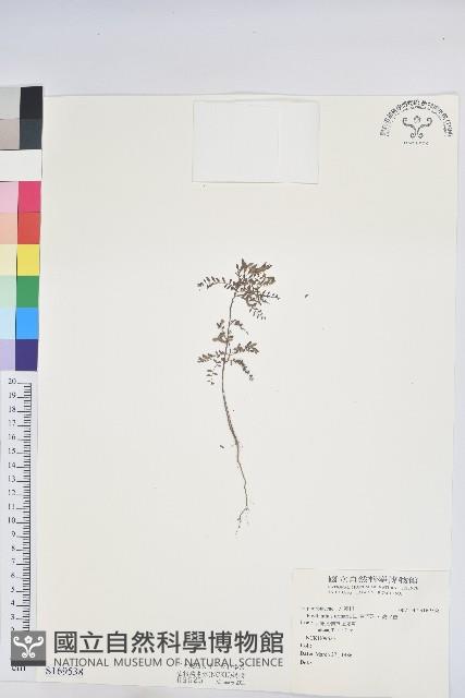 葉下珠、珠仔草藏品圖，第1張