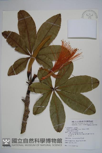 馬拉巴栗、大果木棉藏品圖，第1張