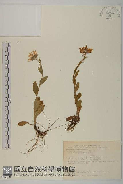 雪山馬蘭藏品圖，第1張