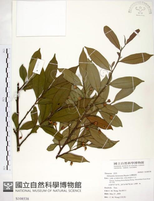 台灣楊桐藏品圖，第1張