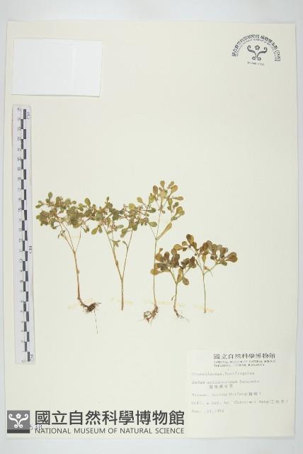 星果佛甲草藏品圖，第1張