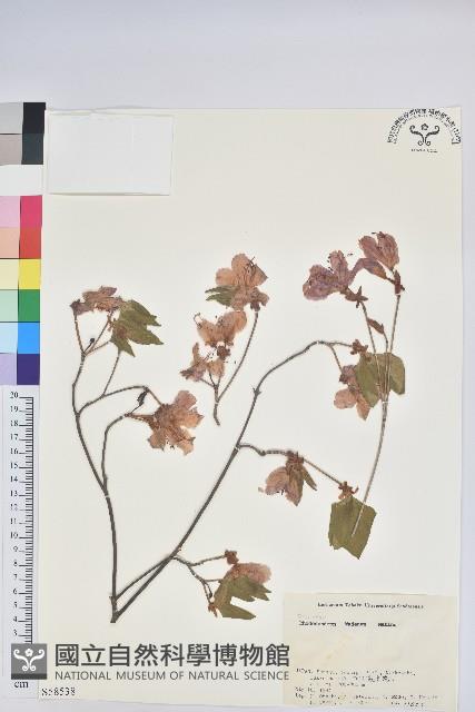 登錄號:S058538藏品圖，第1張