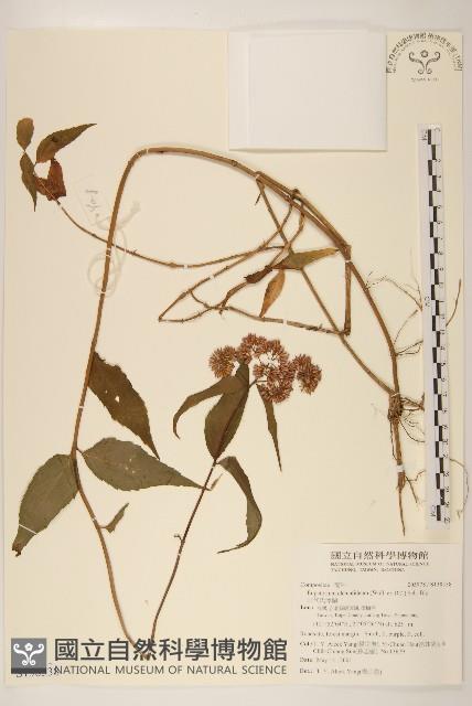 田代氏澤蘭藏品圖，第1張