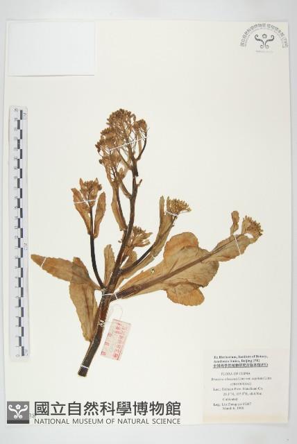 高麗菜藏品圖，第1張