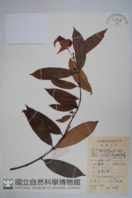 紫花絡石藏品圖，第1張