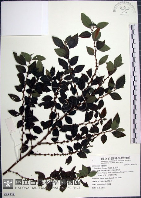 水雞油藏品圖，第1張