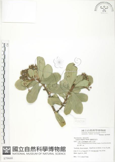 蘭嶼樹杞、蘭嶼紫金牛藏品圖，第1張