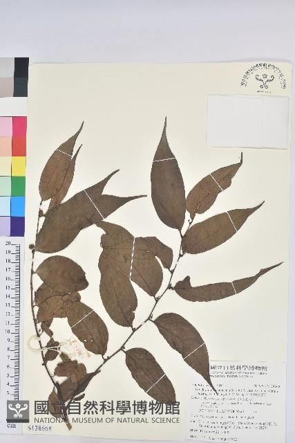 披針葉饅頭果藏品圖，第1張