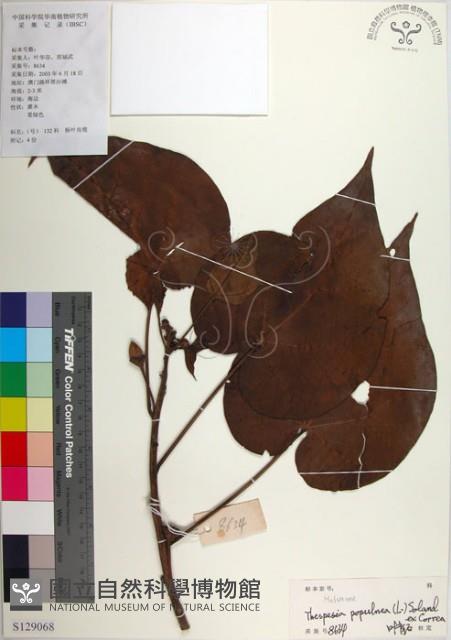 繖楊、截萼黃槿藏品圖，第1張