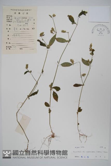 爵床、六角英藏品圖，第1張