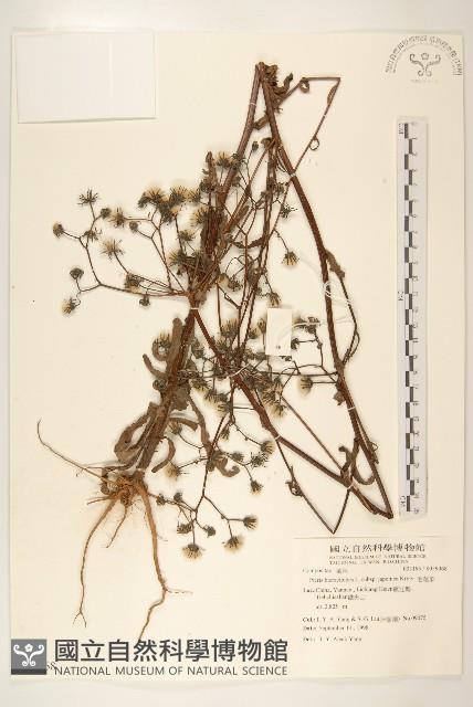 毛蓮菜藏品圖，第1張