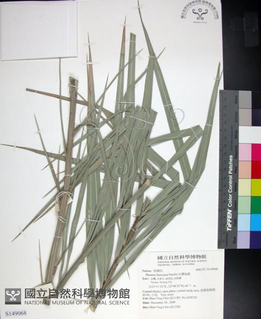 台灣海棗藏品圖，第1張