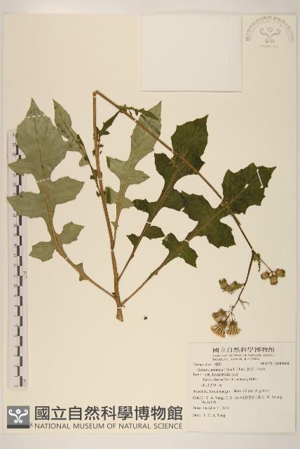 黃花三七草藏品圖，第1張