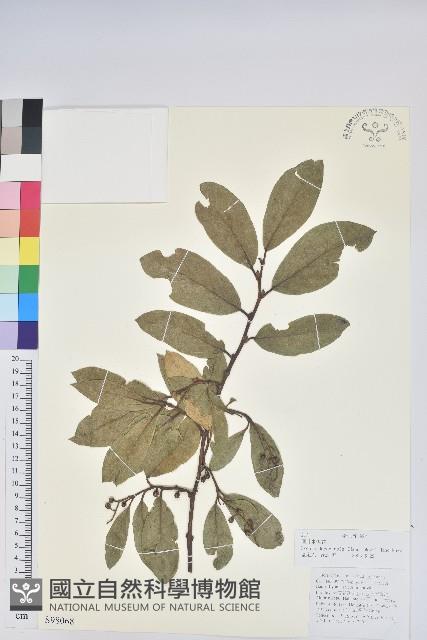 團葉南燭藏品圖，第1張