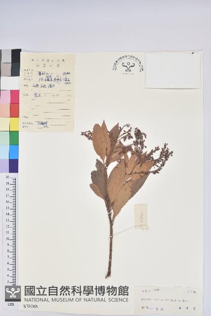 美麗馬醉木藏品圖，第1張