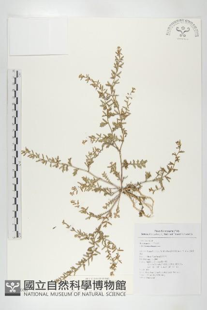 廣東葶藶藏品圖，第1張