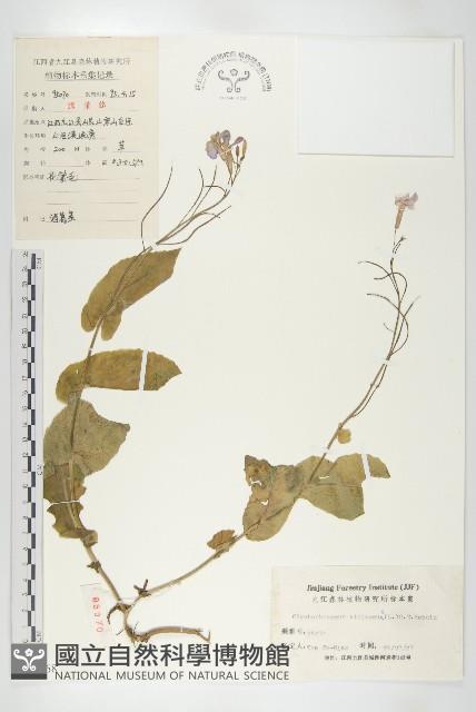 諸葛菜藏品圖，第1張