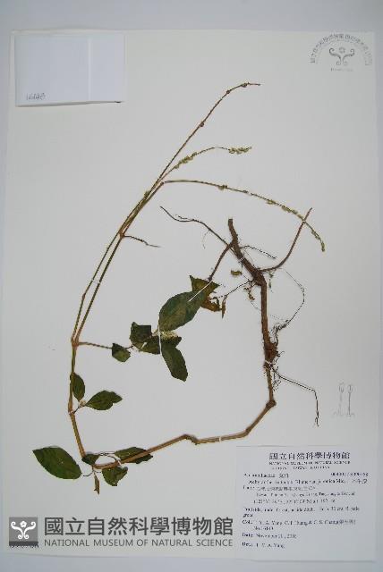 日本牛膝藏品圖，第1張