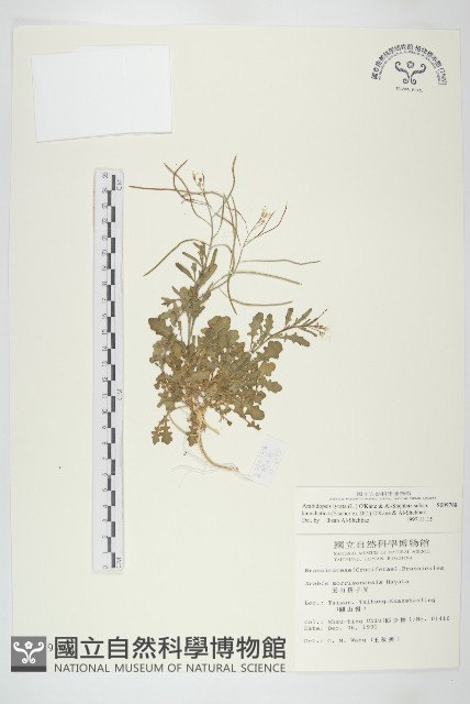 玉山筷子芥藏品圖，第1張