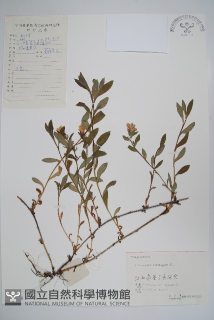梓木草藏品圖，第1張