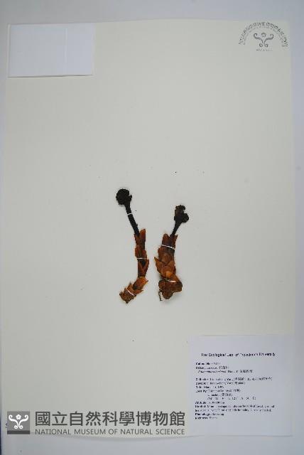 筆頭蛇菰藏品圖，第1張