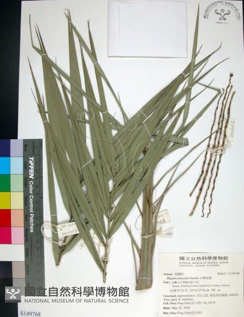 台灣海棗藏品圖，第1張