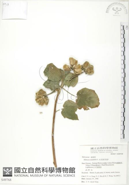 山芙蓉、臺灣山芙蓉、狗頭芙蓉藏品圖，第1張