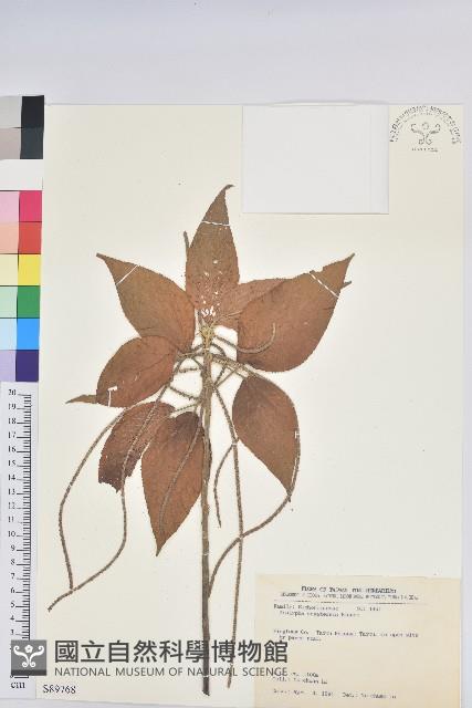 臺灣鐵莧藏品圖，第1張