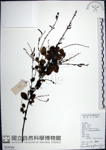 大葉山螞蝗藏品圖，第1張