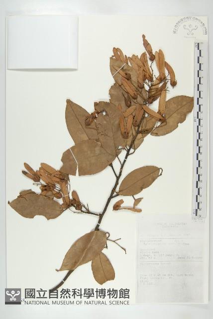 登錄號:S058768藏品圖，第1張