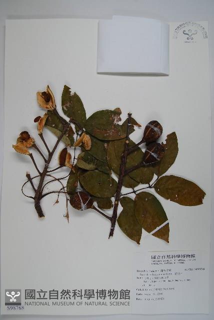 鐘萼木藏品圖，第1張