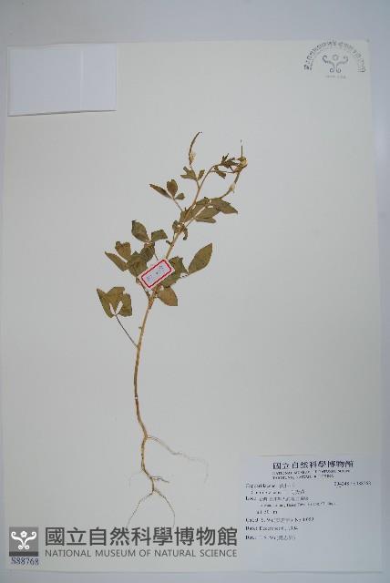 向天黃藏品圖，第1張