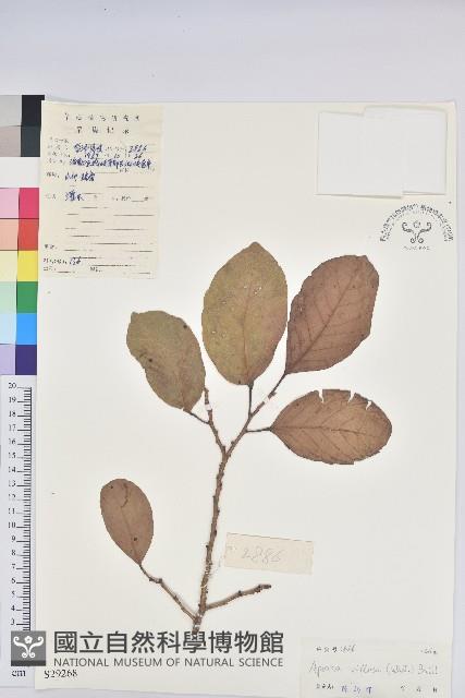 毛銀柴藏品圖，第1張