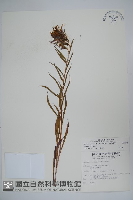 大本山梗菜藏品圖，第1張