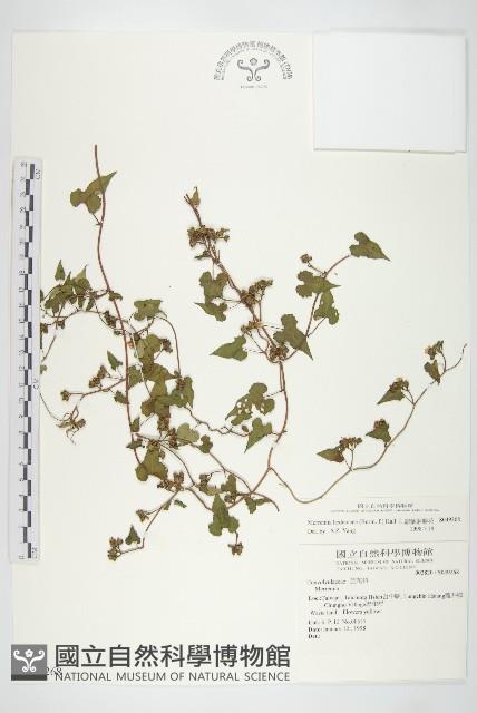 卵葉菜欒藤藏品圖，第1張