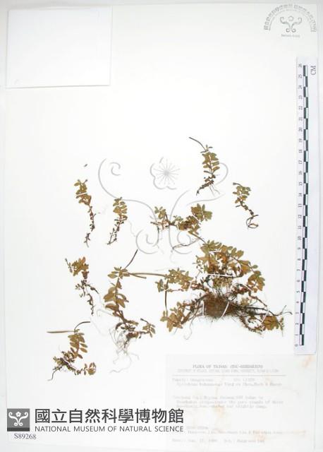 合歡柳葉菜藏品圖，第1張