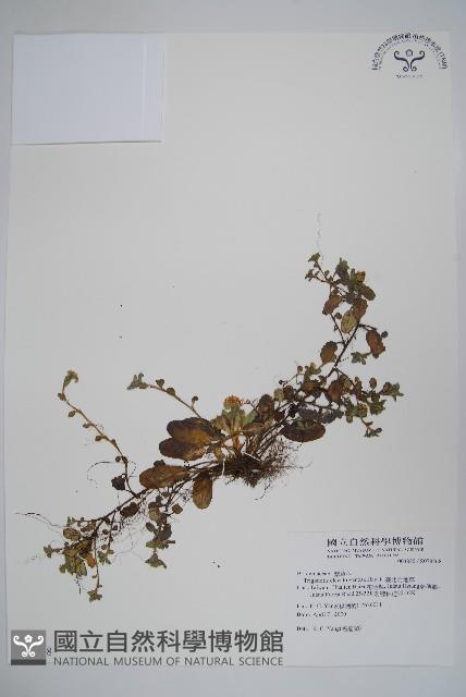 臺北附地草藏品圖，第1張