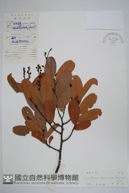 裏白瓜馥木藏品圖，第1張