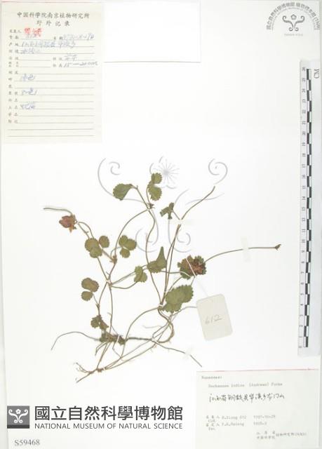 蛇莓、地莓、龍吐珠藏品圖，第1張