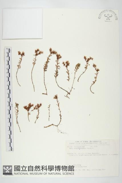 森氏佛甲草藏品圖，第1張