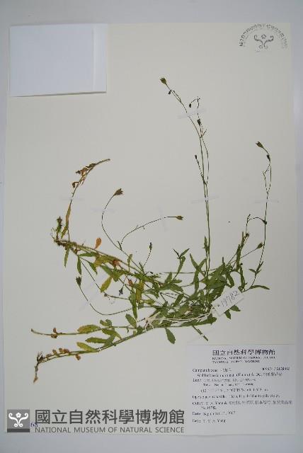 細葉蘭花參藏品圖，第1張