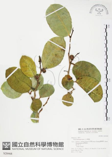 山豬枷藏品圖，第1張