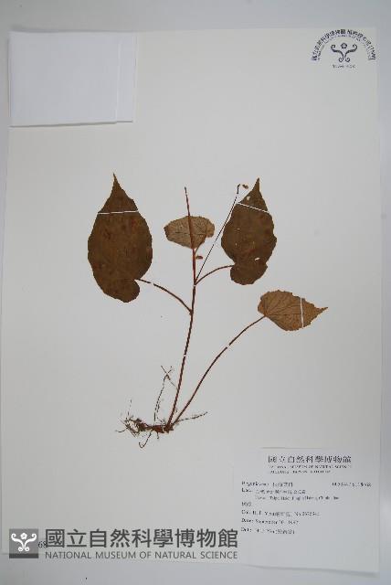 登錄號:S118468藏品圖，第1張