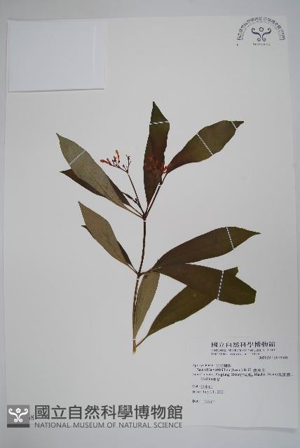 蘿芙木藏品圖，第1張